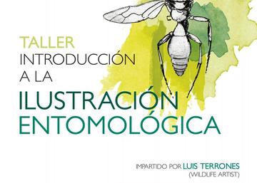 taller de pintura entomológica