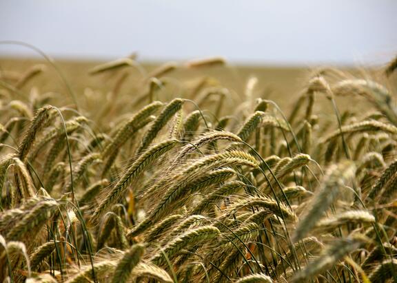 campo de trigo