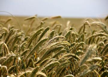 campo de trigo