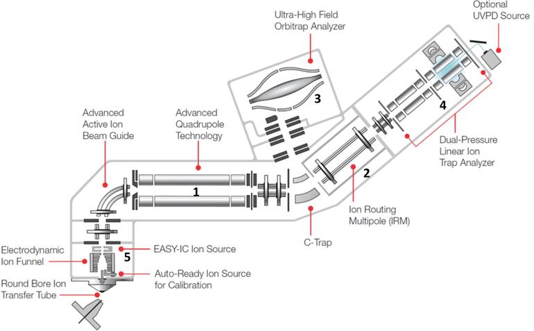 DM12