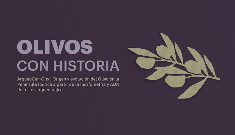 OLIVOS CON HISTORIA