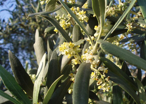 Rama de olivo en flor.