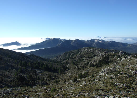 Bosque de pinsapos en la Cordillera Bética.