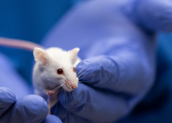 Científica sosteniendo un ratón de laboratorio (Foto: The Conversation).