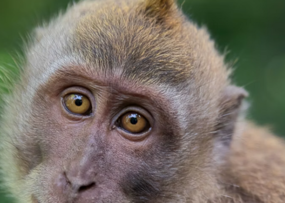Retrato de un joven mono Cynomolgus. mobrafotografie (Foto: The Conversation)
