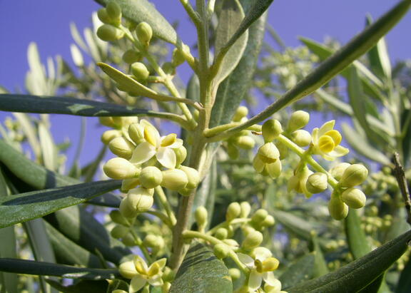 Floración del olivo. Foto: Fundación Descubre.