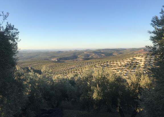 Olivar jiennense.