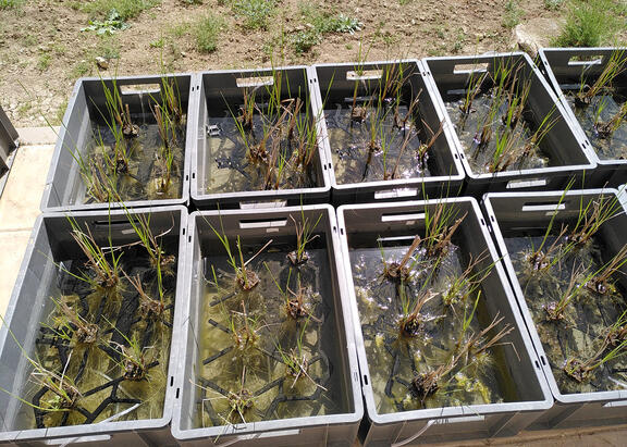 Los experimentos se llevaron a cabo durante 48 días en microcosmos y sometieron a tres poblaciones a determinadas situaciones.