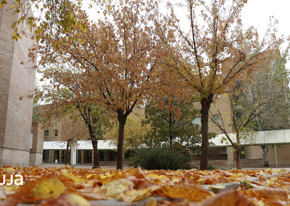 Arbolado del Campus Las Lagunillas. Fotografía: Gema Gómez Duro