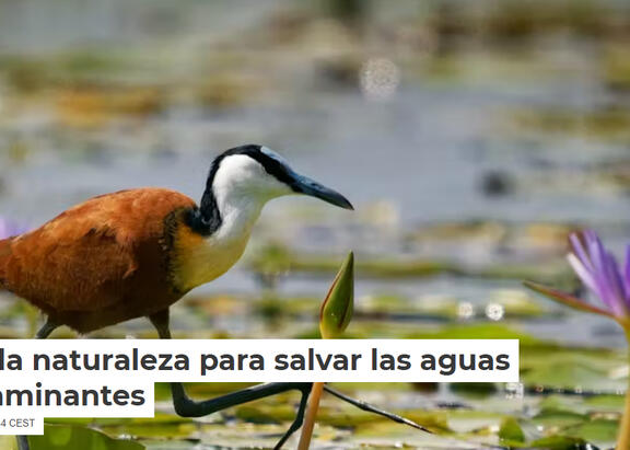 Imagen de portada del artículo 'Imitar a la naturaleza para salvar las aguas de contaminantes' (The Conversation).