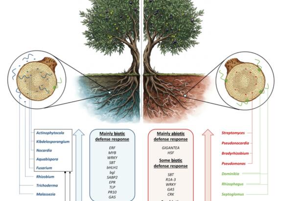 Figura esquemática que resume las principales diferencias a nivel del microbioma subterráneo y del transcriptoma del hospedador radicular