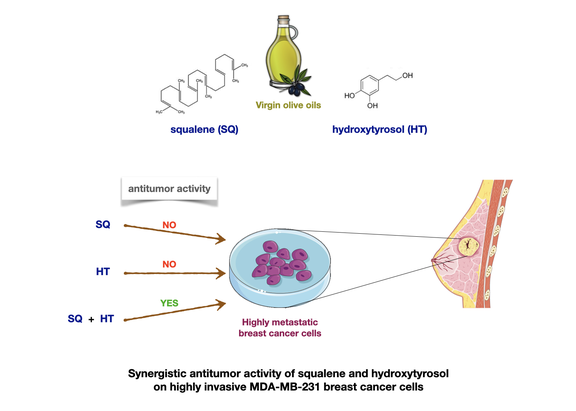 Actividad antitumoral sinérgica de escualeno e hidroxitirosol en células de cáncer de mama MDA-MB-231 altamente invasivas
