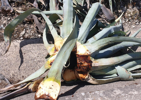 Ejemplar de agave muerto.