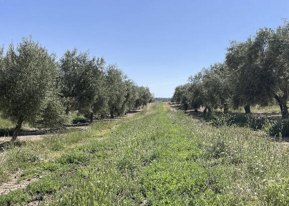 Olivar con cubierta vegetal.