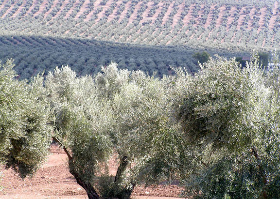 Imagen de un olivar de la provincia de Jaén.