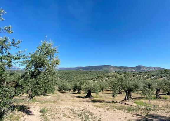 Olivar de Jaén.
