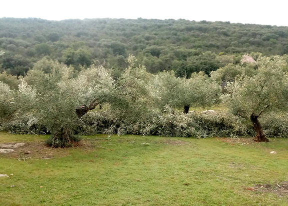 Olivar jiennense.