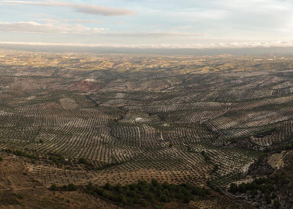 Vista panorámica de olivares en la provincia de Jaén.