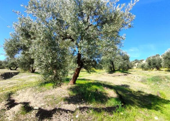 Olivo al que se le ha aplicado un tratamiento de biochar con compost (Foto: Soil O-live©).