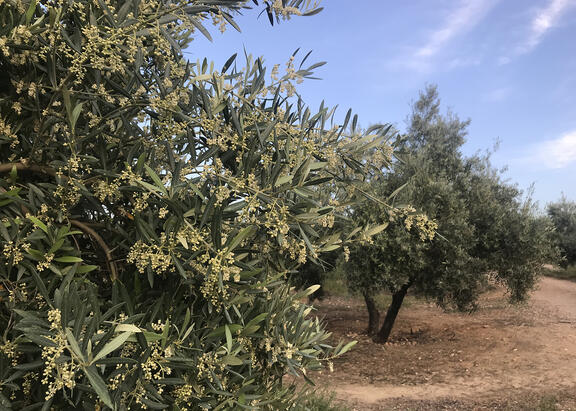 Rama sana de olivo con el fruto en proceso de germinación.