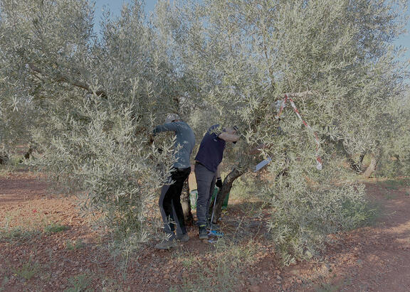 Trabajos en un olivar ecológico.