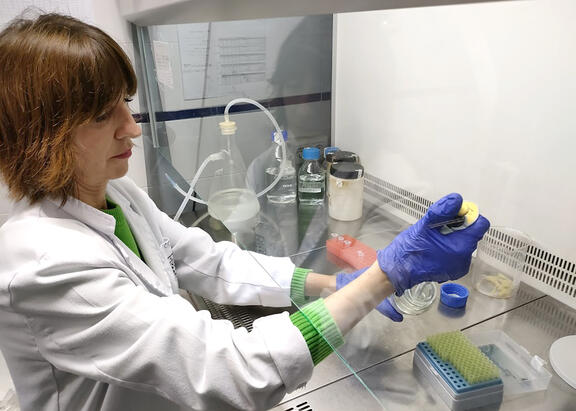 La investigadora de la UJA Amelia Aránega, en su laboratorio.