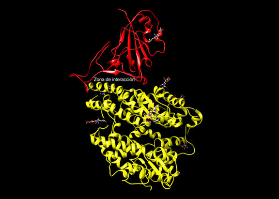 Parte de la proteína-S del SARS-CoV-2 (espícula), que es la ‘llave’ que utiliza el virus para entrar en la célula, en rojo. En amarillo, la proteína ACE-2 que es la ‘cerradura’ utilizada por la espícula para entrar en la célula. 