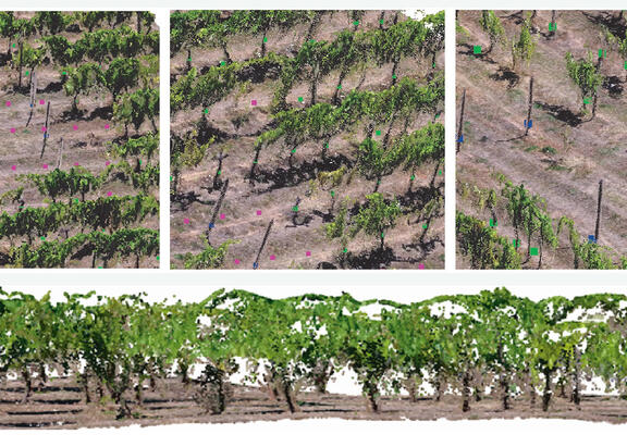 Representación 3D obtenida con este software de un cultivo de vides.